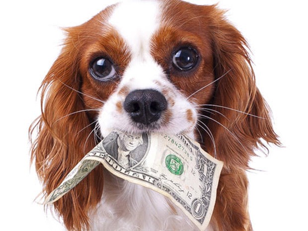 Aanschafkosten hond