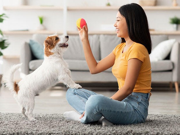 hond trainen