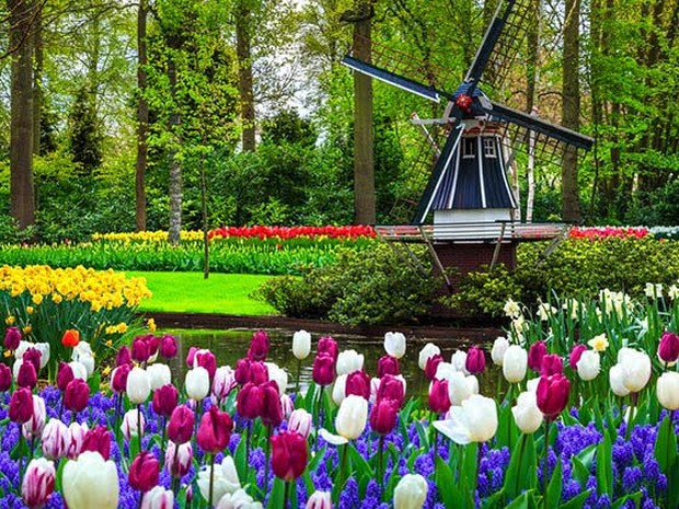 Molen en tulpen in de Keukenhof