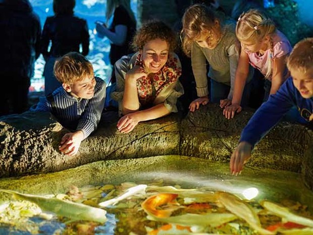 Gezin kijkt naar vissen in dierentuin