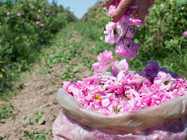 Rozenblaadjes in een zak op een plantage