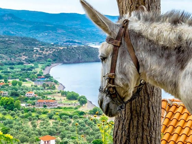 Een ezel met een panoramisch uitzicht op Lesbos